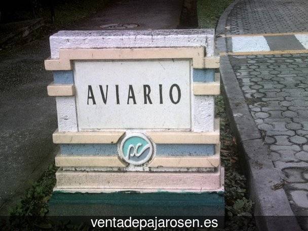 Cria de pajaros en casa Villaveza de Valverde?